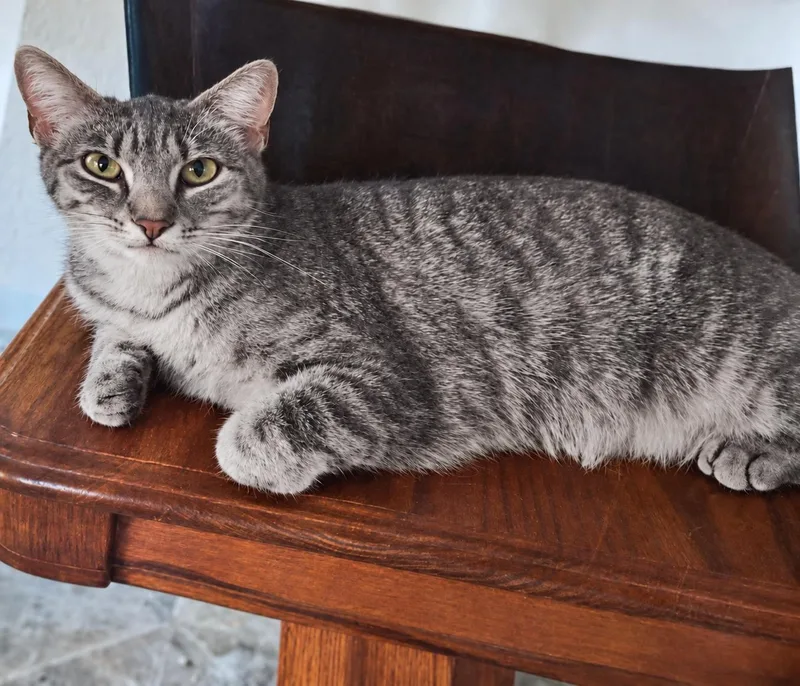 A young medium-sized female Tabby (Gray / Blue / Silver) Tabby cat named Shiba for adoption in Fresno, CA