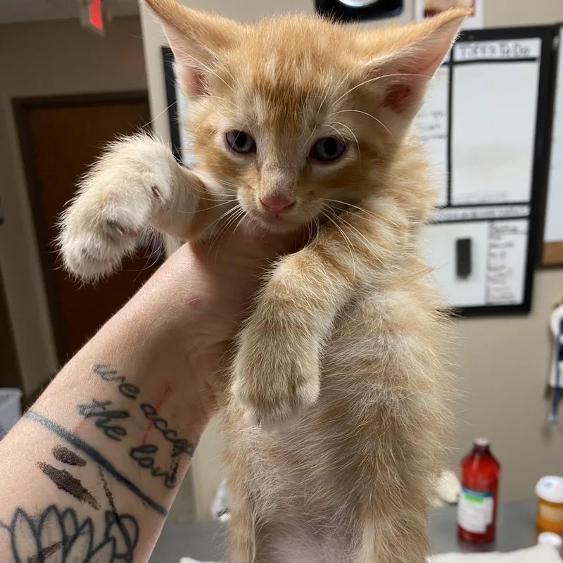 A baby small-sized male Orange / Red Domestic Short Hair cat named Boom Boom for adoption in Norfolk, NE