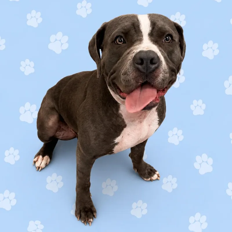 An adult large-sized female Gray / Blue / Silver Mixed Breed dog named Blue Star for adoption in Memphis, TN