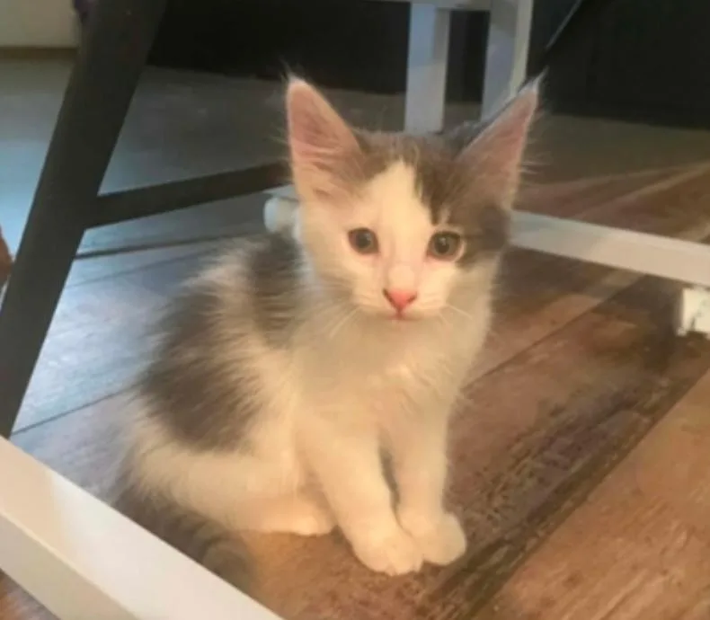 A baby medium-sized male Gray & White Domestic Medium Hair cat named Sonny for adoption in Warr Acres, OK
