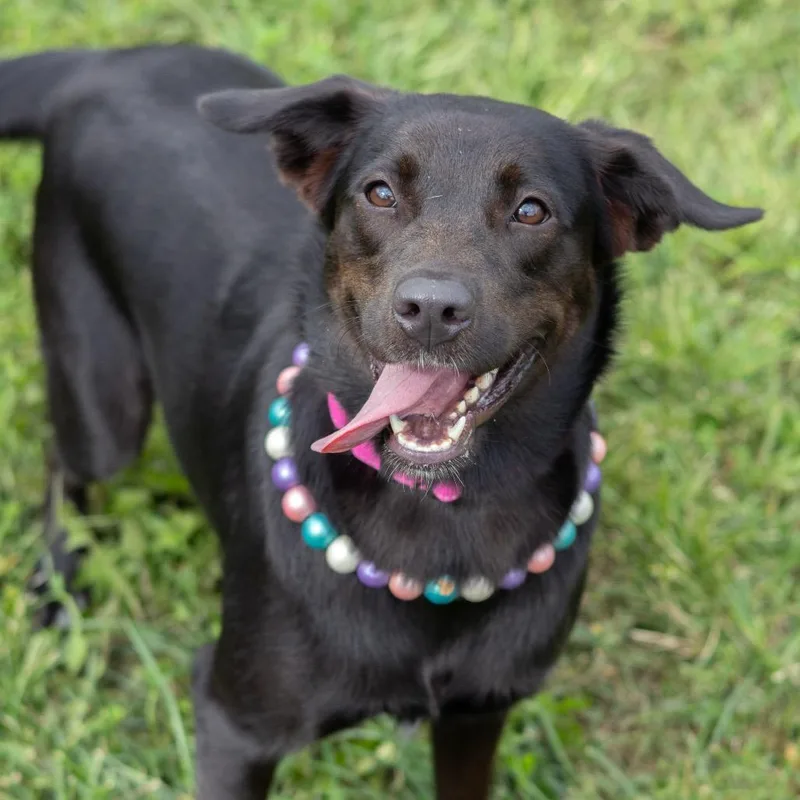 A young medium-sized female Black Labrador Retriever dog named Pippa for adoption in Wilmington, DE