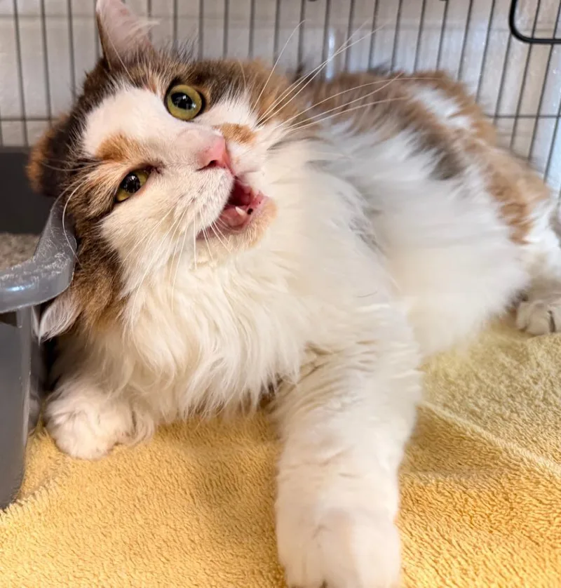 An adult extra large-sized female Domestic Short Hair cat named Mavis for adoption in Hamilton, OH
