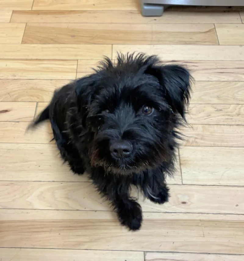 A young small-sized male Schnauzer dog named Rocco for adoption in Logan, UT
