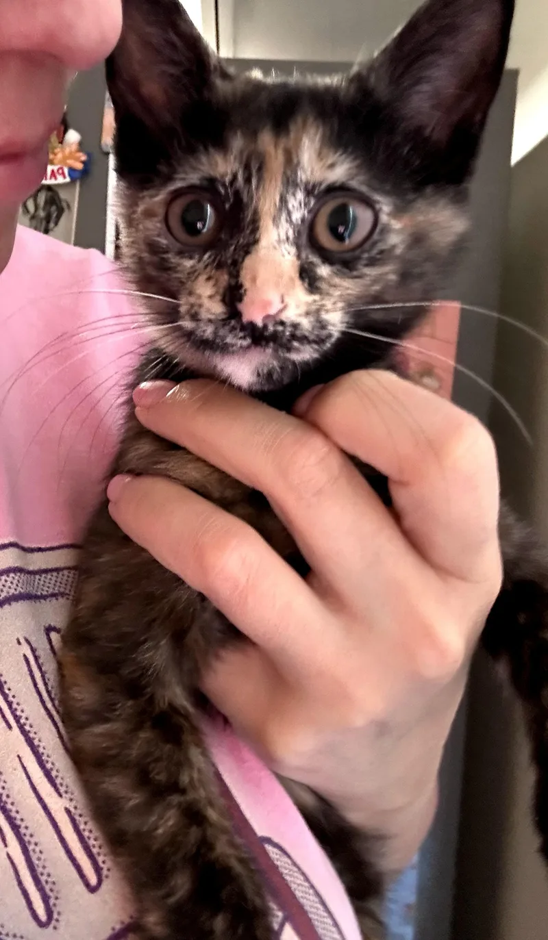 A baby medium-sized female Tortoiseshell cat named Calliope for adoption in Brooklyn, NY