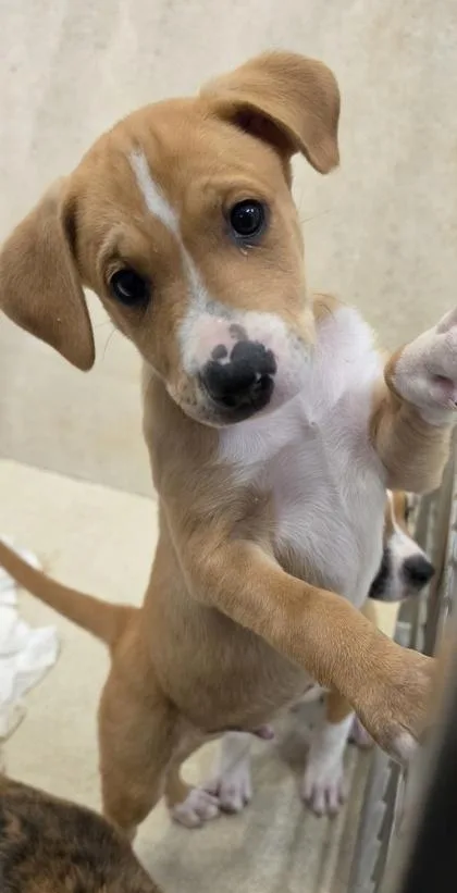 A baby small-sized male Terrier dog named Triton for adoption in Honolulu, HI