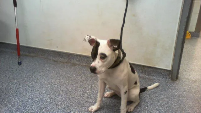 A young medium-sized female Pit Bull Terrier dog named Hashbrown for adoption in Charlotte, NC