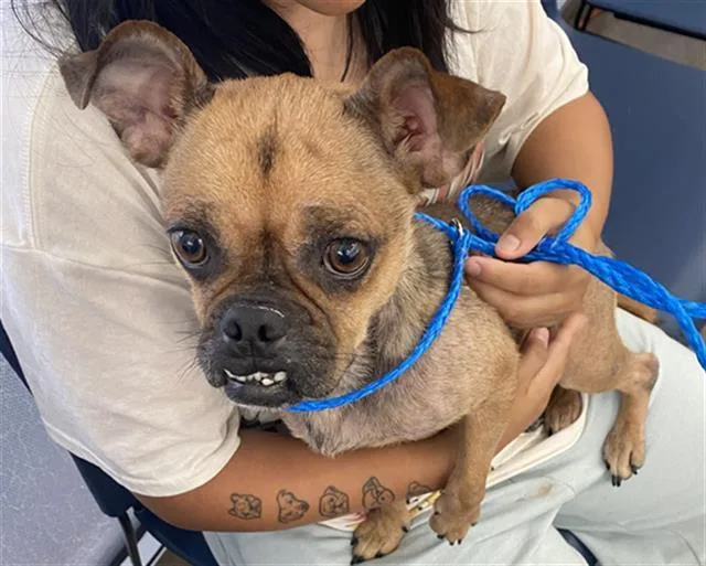 A young medium-sized female Mixed Breed dog named Rita for adoption in Dallas, TX