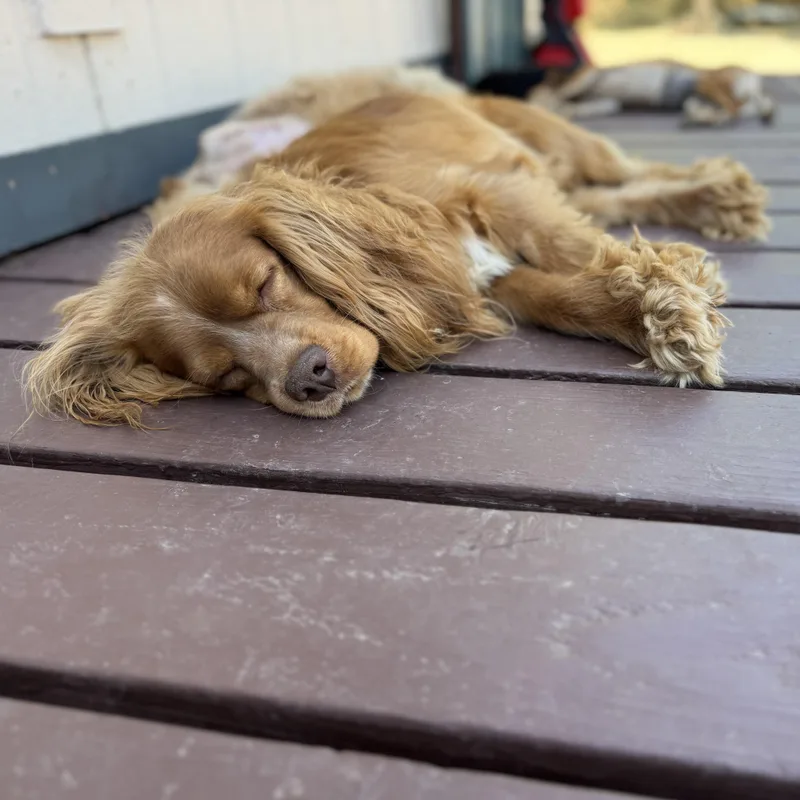 Mr. Happy Goldie thumbnail 2