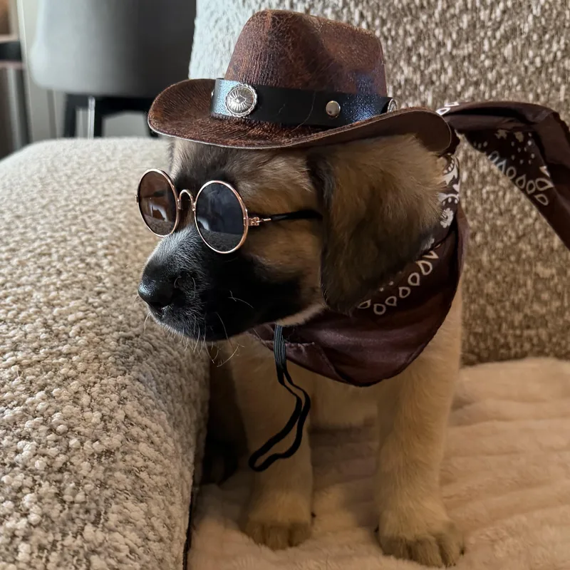 Texas Ranger thumbnail 2