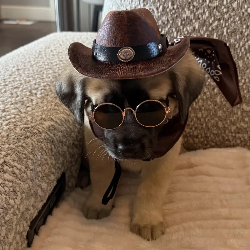 Texas Ranger thumbnail 3