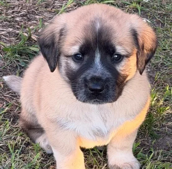 A baby large-sized male Great Pyrenees dog named Texas Ranger for adoption in Krum, TX