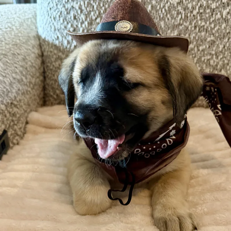 Texas Ranger thumbnail 5