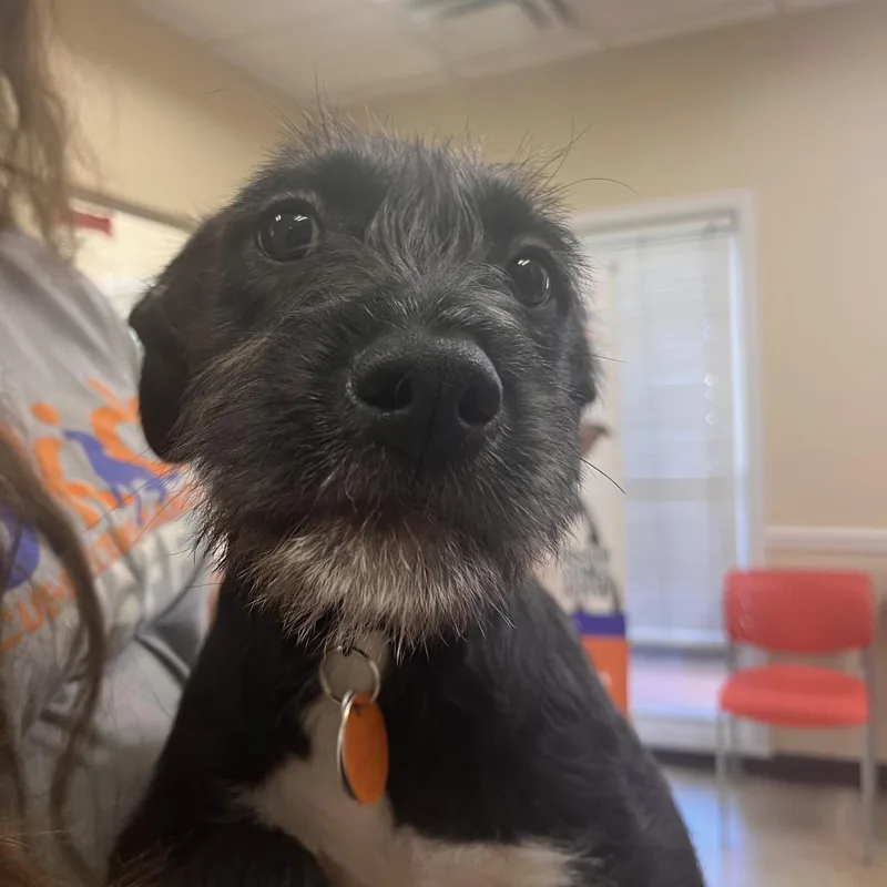 A baby medium-sized female Terrier dog named Wanda for adoption in Cumming, GA