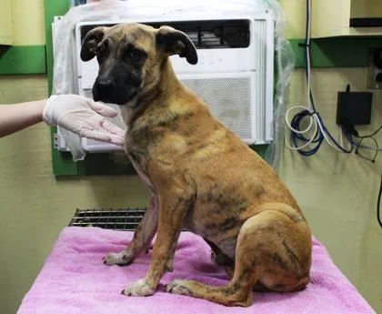 A baby medium-sized male Black Mouth Cur dog named Spike for adoption in Picayune, MS