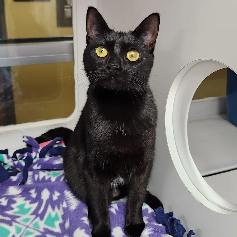 An adult medium-sized female Domestic Short Hair cat named Clarice for adoption in Marshfield, WI