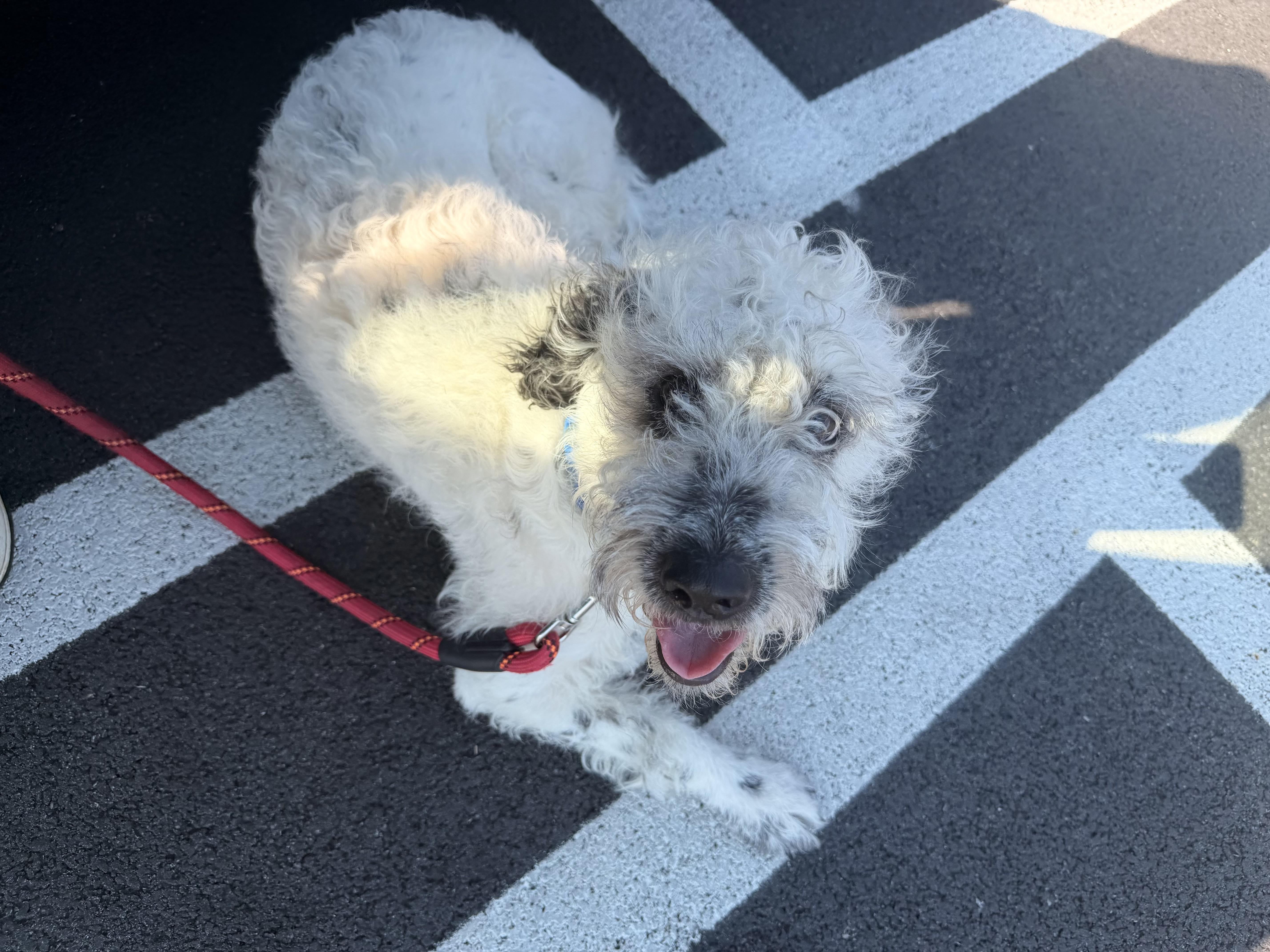 A baby medium-sized male Schnoodle dog named Doug for adoption in Carmel, NY