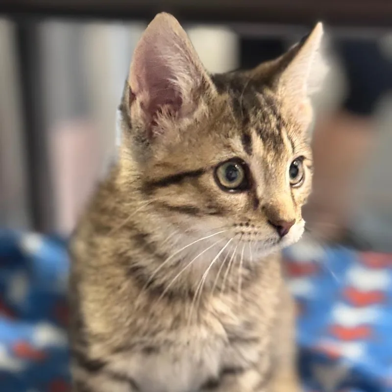 A baby small-sized male Brown / Chocolate Domestic Short Hair cat named Ian for adoption in Brownsboro, AL