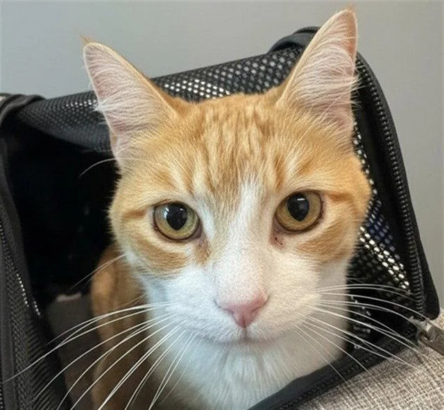 A senior large-sized female Orange / Red Domestic Short Hair cat named Ginger for adoption in Tavares, FL