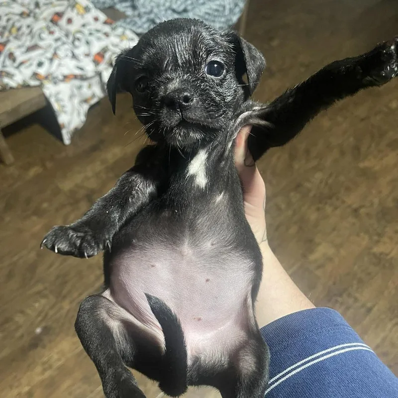 Baked Bean thumbnail 2