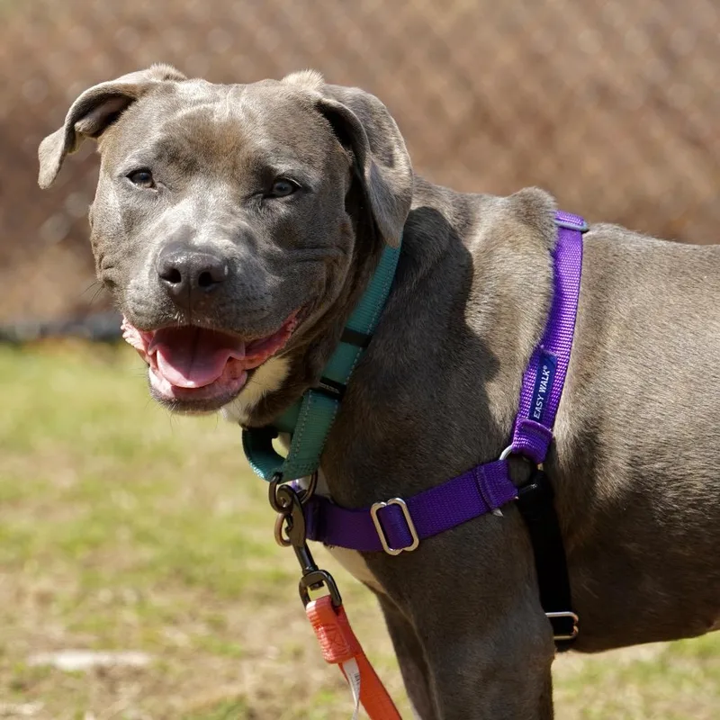 A young medium-sized female Gray / Blue / Silver Pit Bull Terrier dog named Nala for adoption in Scituate, MA
