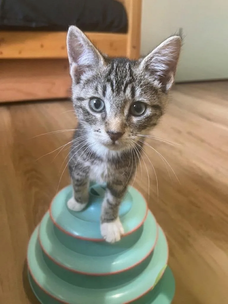 A baby small-sized male Domestic Short Hair cat named Rhubarb for adoption in Vashon, WA