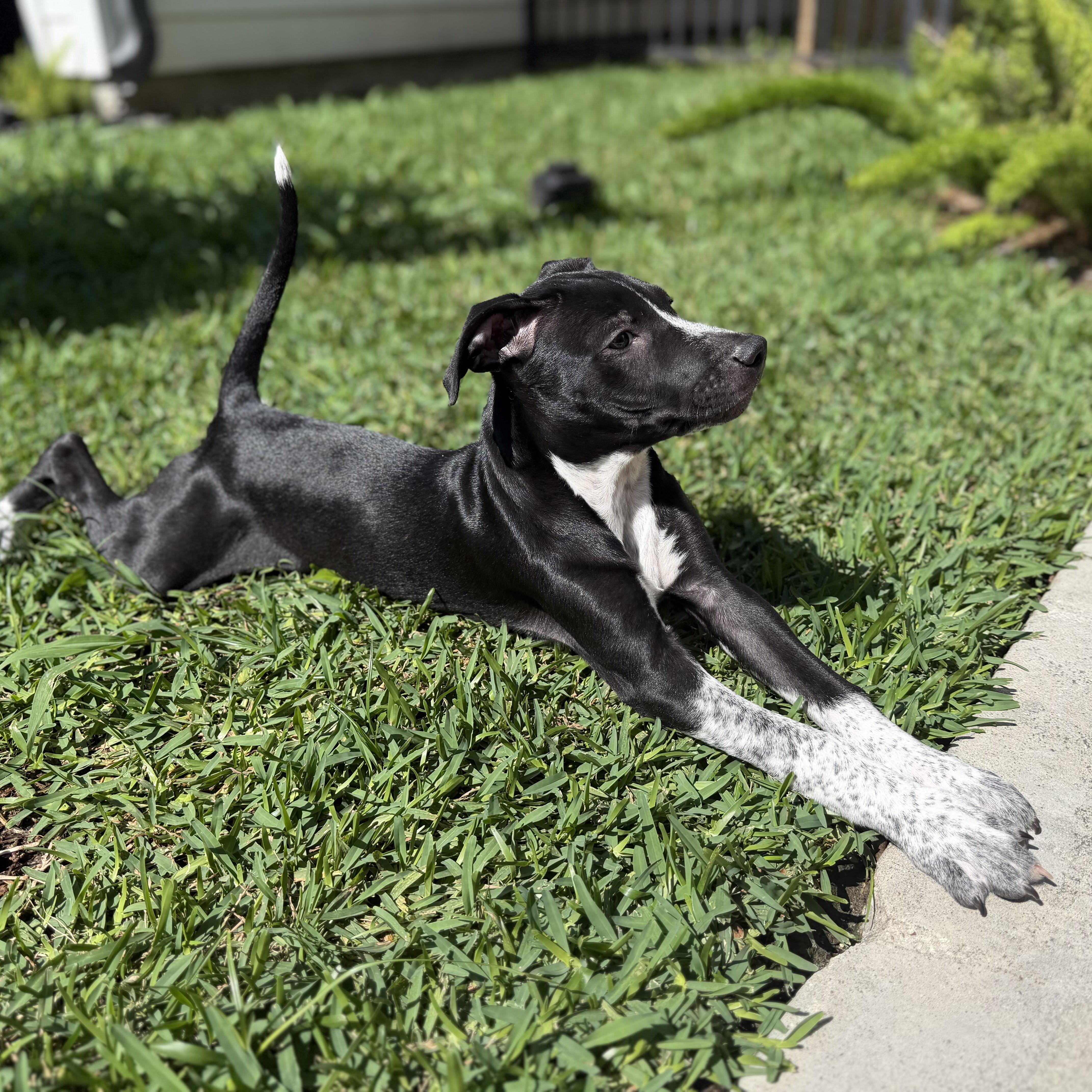 A baby medium-sized female Black American Staffordshire Terrier dog named Ainsley for adoption in Houston, TX