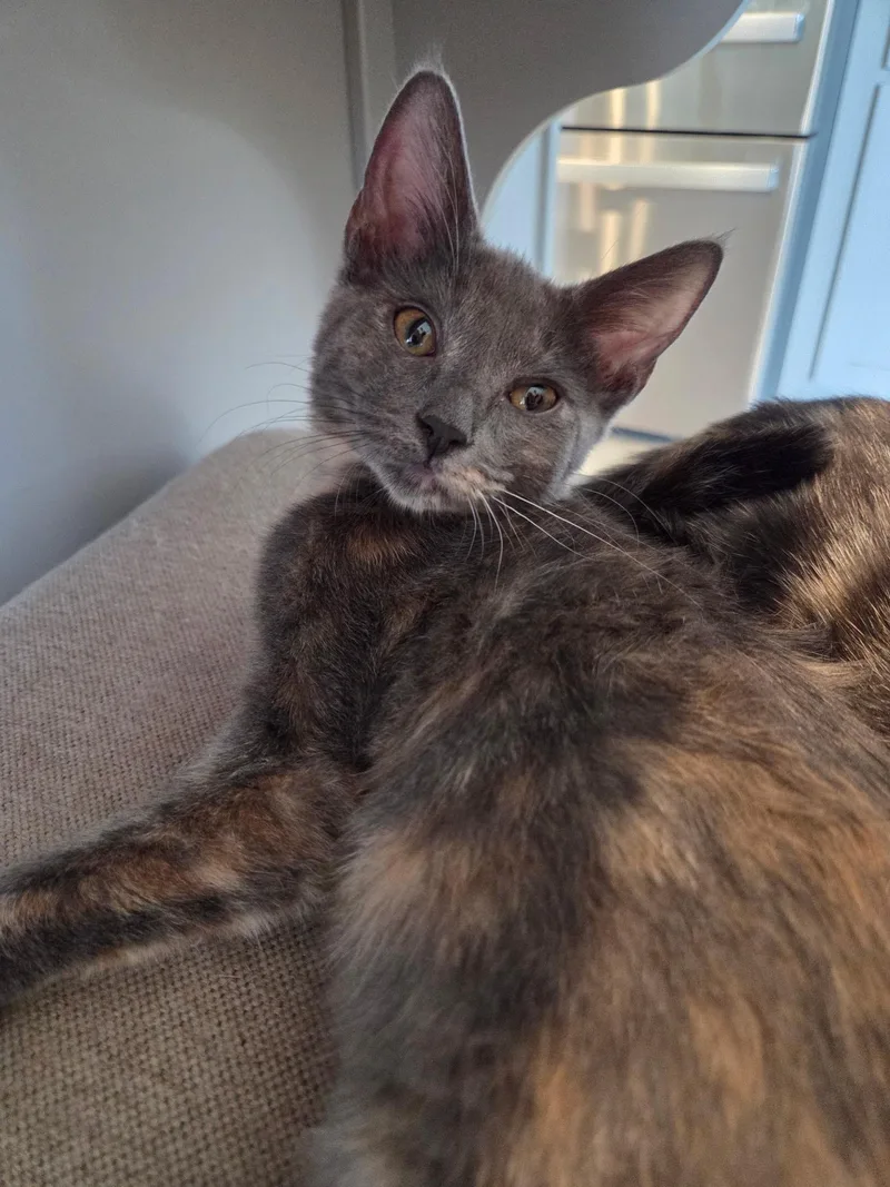 A baby small-sized female Dilute Tortoiseshell Domestic Short Hair cat named Edna Marie for adoption in Youngtown, AZ
