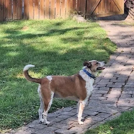 An adult large-sized female White / Cream Australian Cattle Dog / Blue Heeler dog named Annie for adoption in Winchester, KY