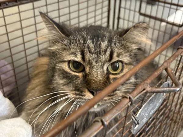 A senior large-sized male Domestic Long Hair cat named Balsamic for adoption in Salt Lake City, UT