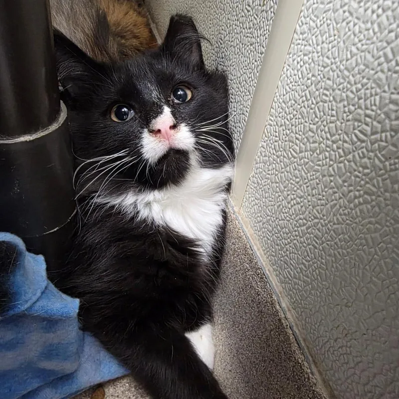A baby medium-sized male Black Domestic Medium Hair cat named Rook for adoption in Oshkosh, WI