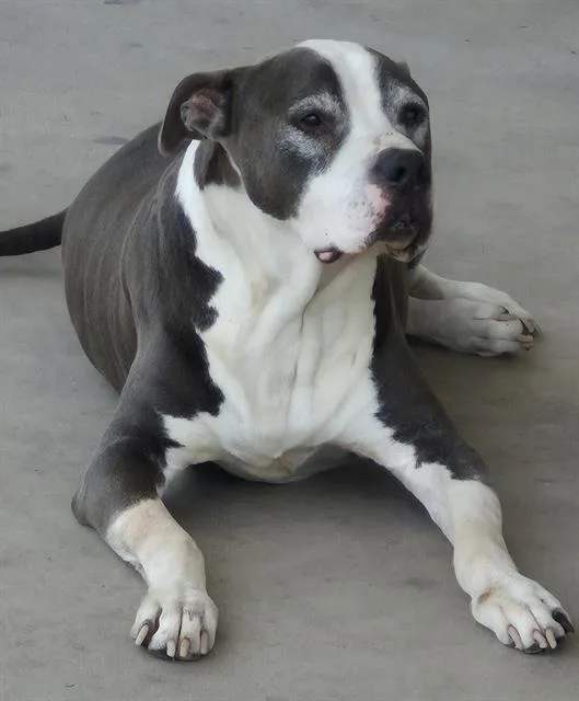 An adult large-sized male American Staffordshire Terrier dog named Orion for adoption in San Antonio, TX