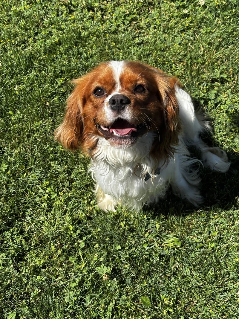 A young medium-sized male Cavalier King Charles Spaniel dog named Manny Fairfield for adoption in Pataskala, OH