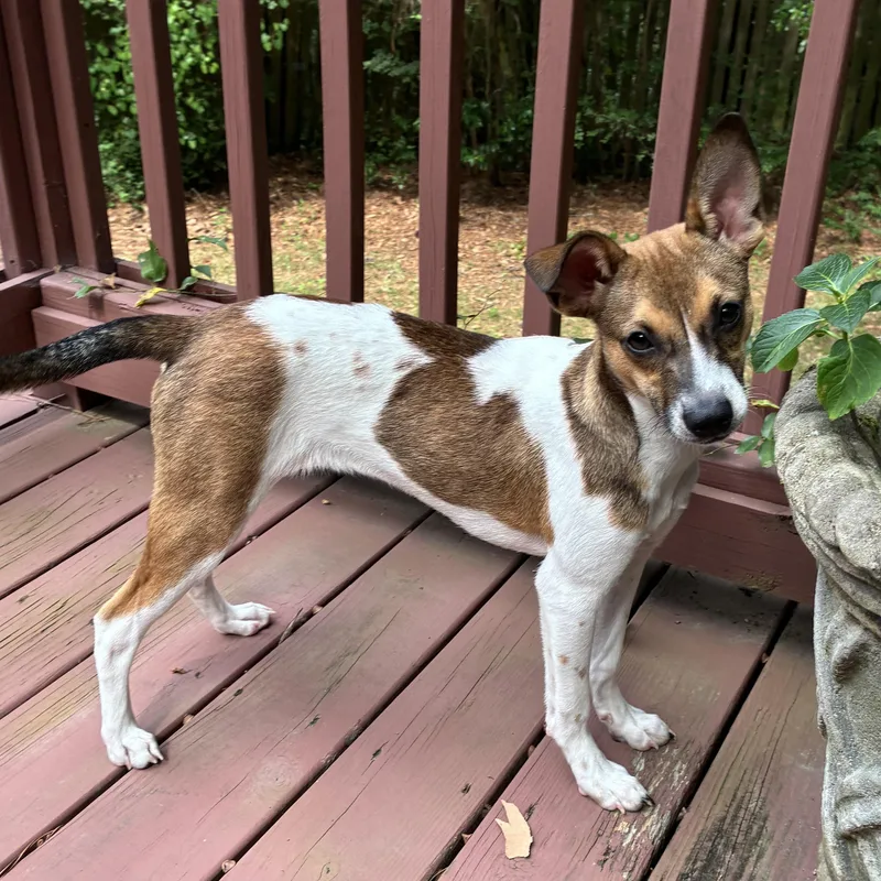 A baby small-sized female Tricolor (Brown, Black, & White) Terrier dog named Inlet for adoption in Columbia, SC