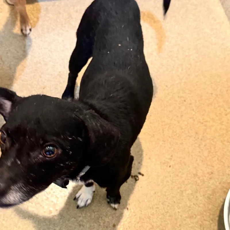 Jeddi Costa Mesa Location thumbnail 2