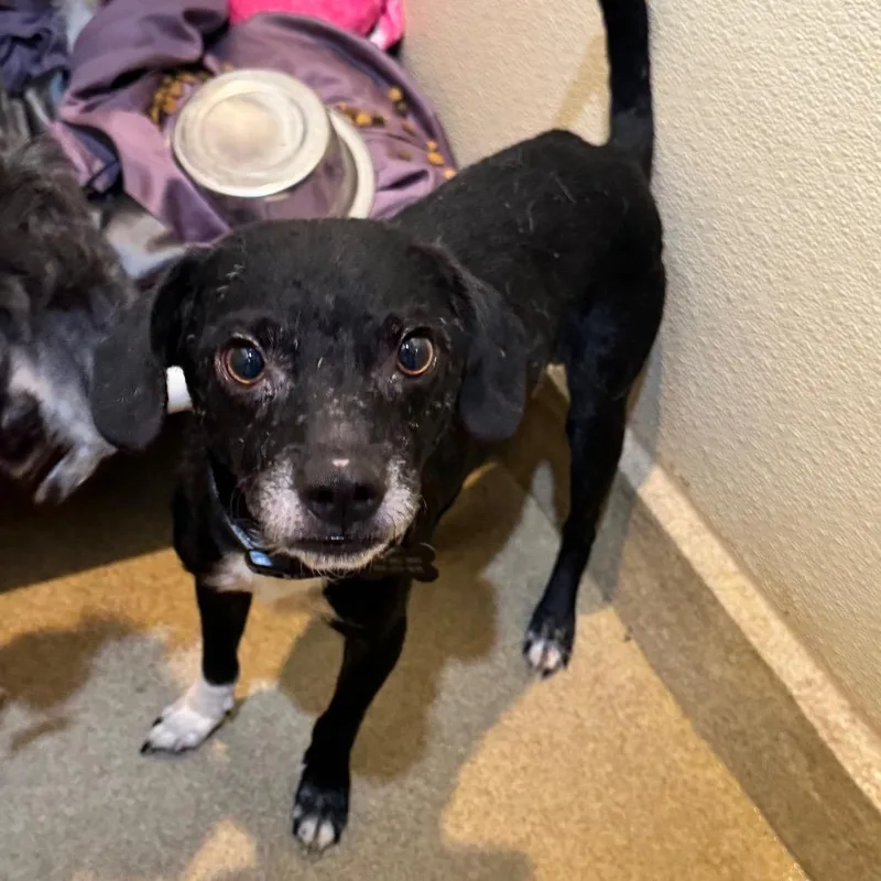 Jeddi Costa Mesa Location thumbnail 4