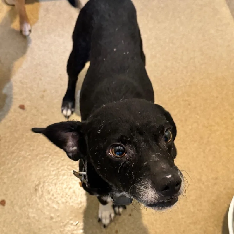 Jeddi Costa Mesa Location thumbnail 5