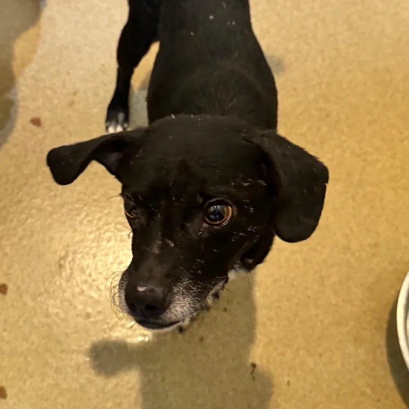 Jeddi Costa Mesa Location thumbnail 6