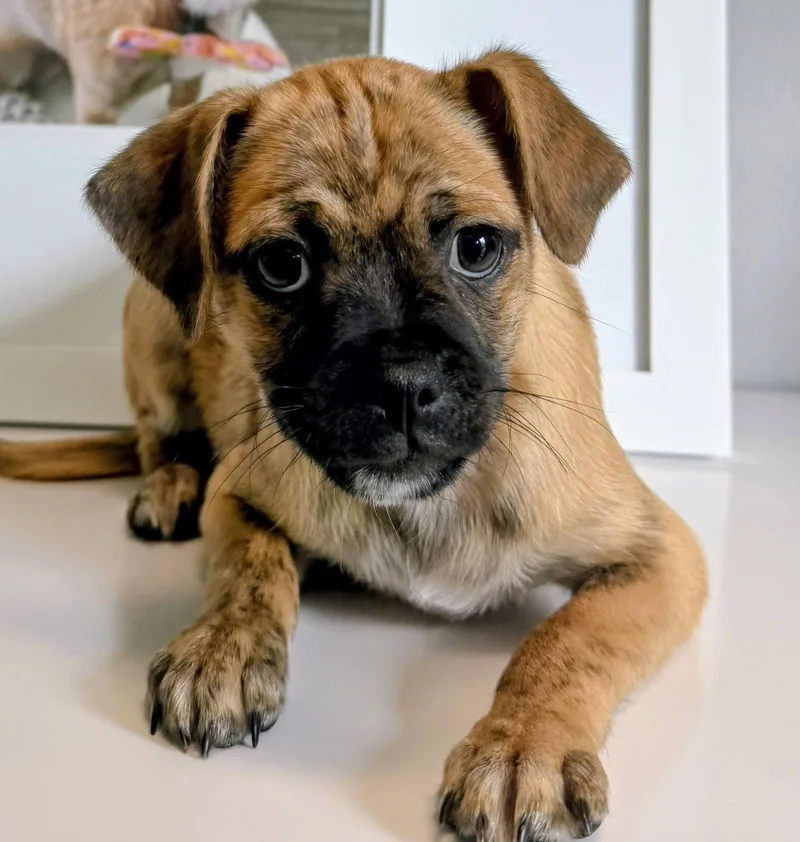 A baby small-sized male Pug dog named Diamond for adoption in Oakland Park, FL