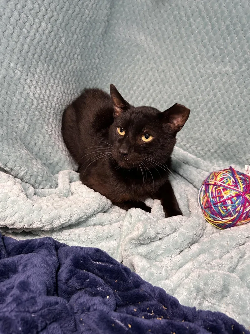 A young medium-sized male Black Domestic Short Hair cat named Kevin for adoption in Shepherdsville, KY