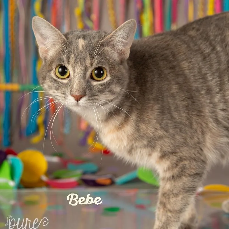 An adult small-sized female Tortoiseshell Domestic Short Hair cat named Bebe for adoption in Springfield, MO