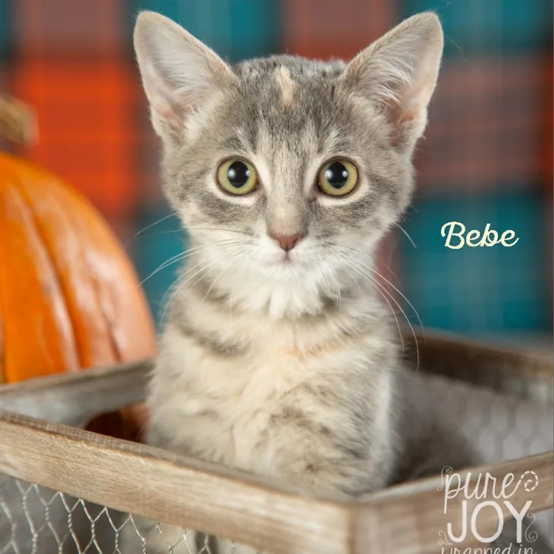 Bebe thumbnail 2