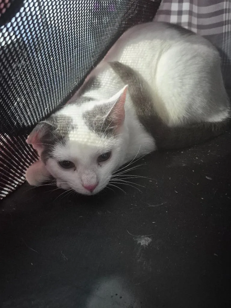 A baby medium-sized female Domestic Short Hair cat named Alchemy for adoption in Cincinnati, OH