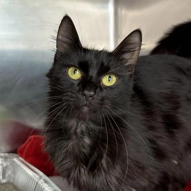 A young medium-sized female Domestic Medium Hair cat named Coraline for adoption in Matteson, IL