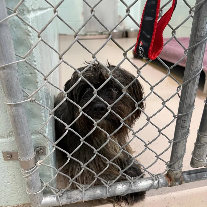 An adult small-sized male Black Mixed Breed dog named Zuko for adoption in Newark, NJ
