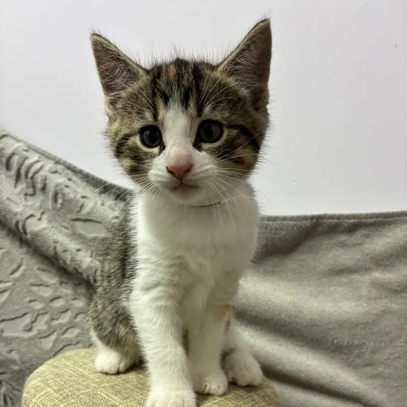 Cadbury