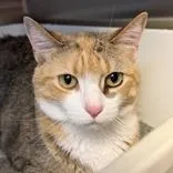 An adult medium-sized female Tabby (Brown / Chocolate) Domestic Short Hair cat named Bella for adoption in Lansing, MI
