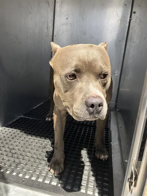 A young medium-sized male Mixed Breed dog named Dudley for adoption in Dallas, TX