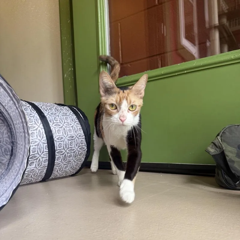 An adult medium-sized female Calico Domestic Short Hair cat named Nala for adoption in Kailua Kona, HI
