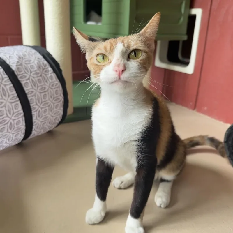 Nala thumbnail 2
