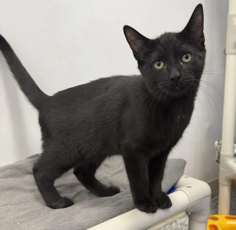 A baby medium-sized male Black Domestic Short Hair cat named Cole for adoption in Dunkirk, NY